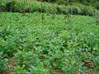 On Farm Trial Photo Gallery